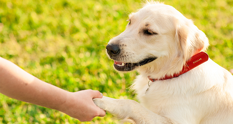 仔犬・犬舎を見学する