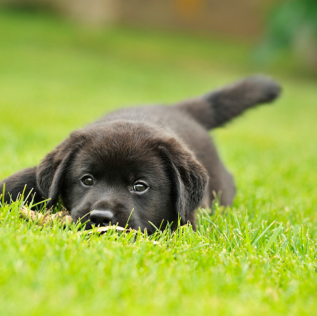 Dog Forest